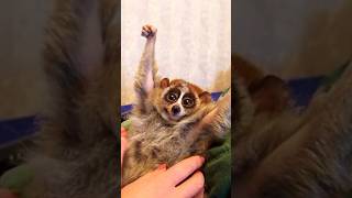 Download lagu The Truth Behind the Slow Loris Pet Trade #shorts mp3 Download lagu The Truth Behind the Slow Loris Pet Trade #shorts mp3