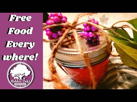 How to Forage for Free Wild Edibles - American Beauty Berry