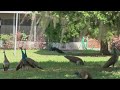 Peacocks taking over Brandon neighborhood