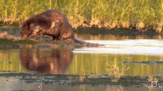Biesbosch - Bever in de avondzon  HD