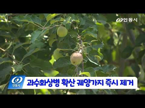 [안동 현장 리포트] 6월 5일, 과수화상병 확산... 궤양가지 즉시 제거