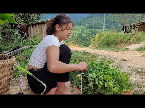 Colher espinafre para vender, colher peixe para criar, cuidar da horta.