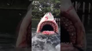 Download lagu ikan hiu? apa lumba' itu ya... mp3 Download lagu ikan hiu? apa lumba' itu ya... mp3