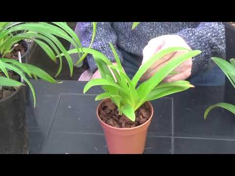 Some Phragmipediums and how I cultivate them.