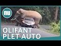 Olifant plet achterkant van auto in Thailand | NU.nl