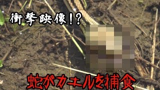 【閲覧注意】衝撃映像!!カエルを銜えて逃げる蛇!!