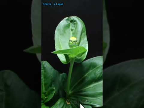 How to grow zinnia plant at home/zinnia flowering time lapse.