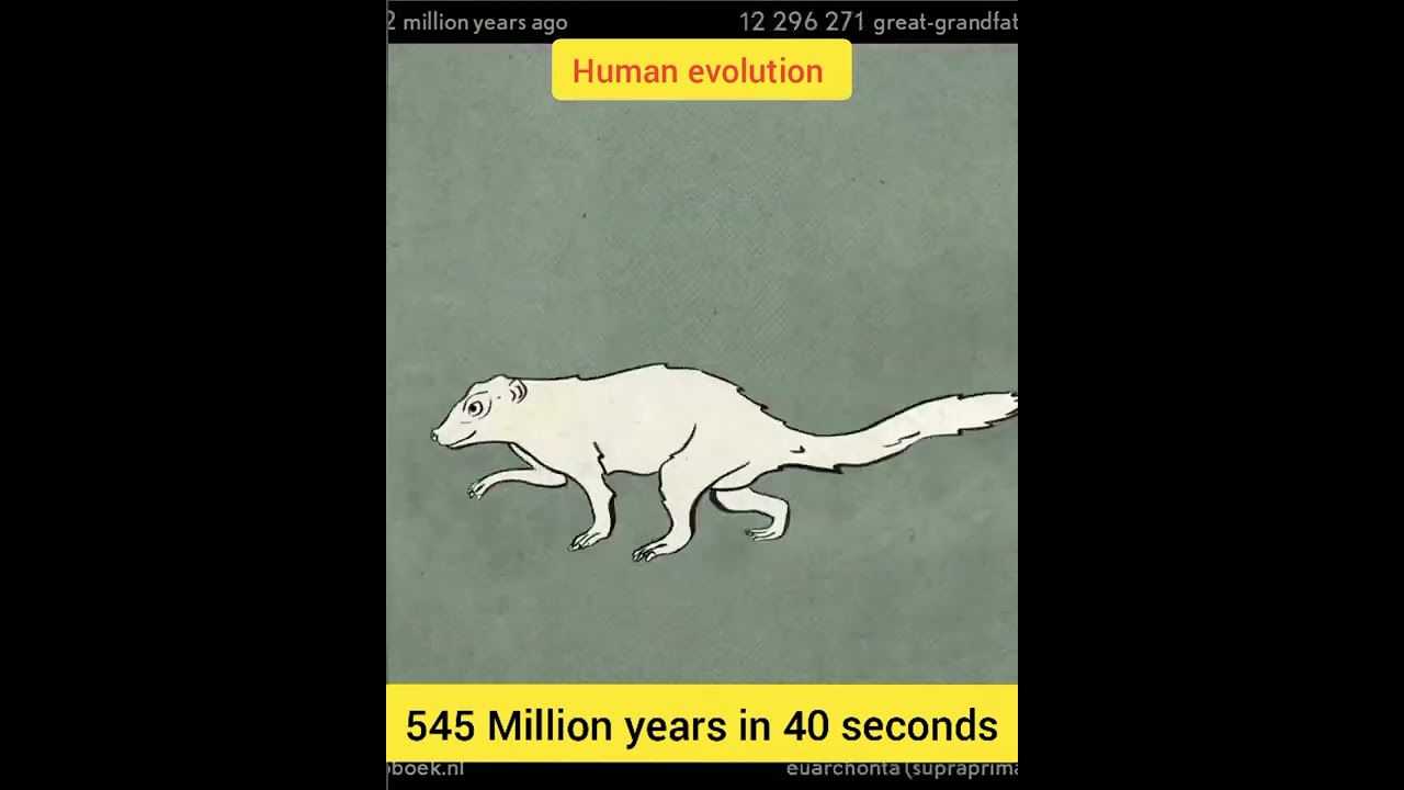 Human evolution