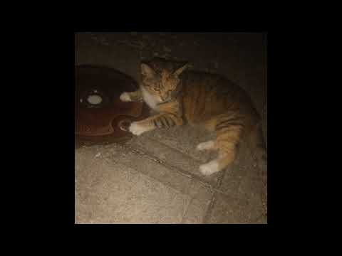 Pop-Punk x Emo x Barkercore Type Beat "Saving Face" (FREE)