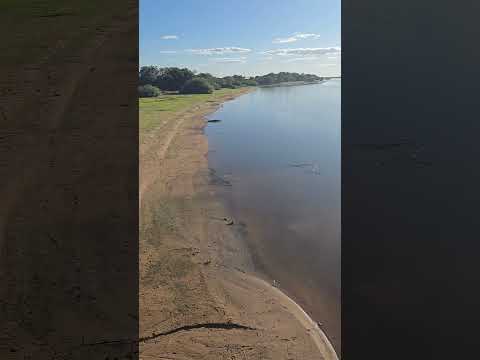 JACARÉS NO PANTANAL: BARÃO DE MELGAÇO (MT) 😬🤭🐊