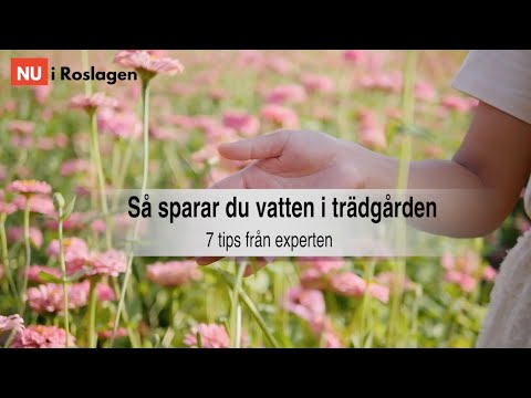 Så spara du vatten i trädgården   7 tips från experten