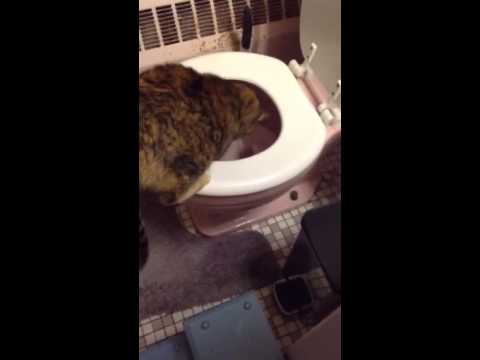 Cats drink Toilet water too?