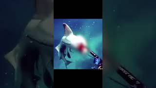 Download lagu 사람을 향해 달려드는 백상아리ㄷㄷ mp3