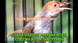 Download lagu Variasi suara burung prenjak atas cocok untuk masteran pancingan prenjak bahan #prenjakatas #viral  mp3