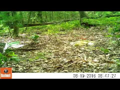 Deer walking by trail cam douglas ma