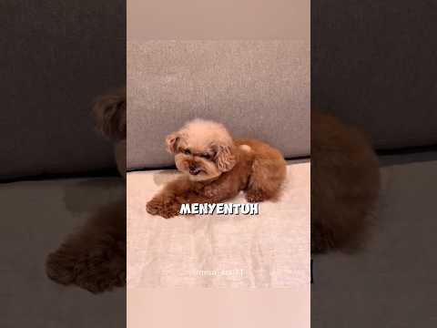 Sifat Asli Tiap Anjing Akhirnya Terbongkar! 😂❤️