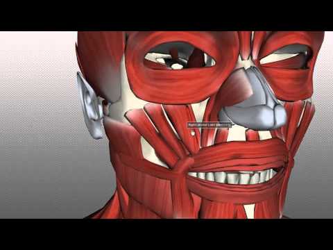 Muscles of Facial Expression - Anatomy Tutorial PART 2