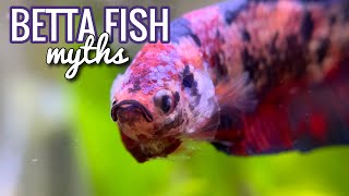 5 Betta Fish Myths