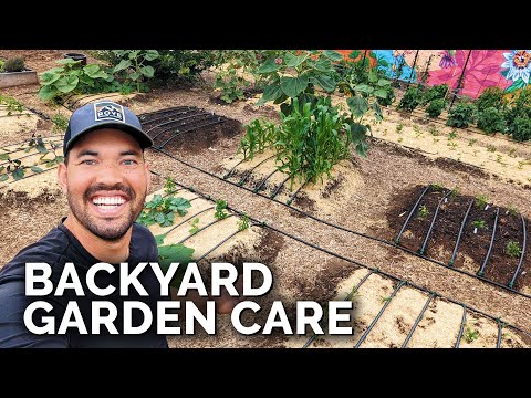 Tomato Pruning & Sweet Potato Planting!