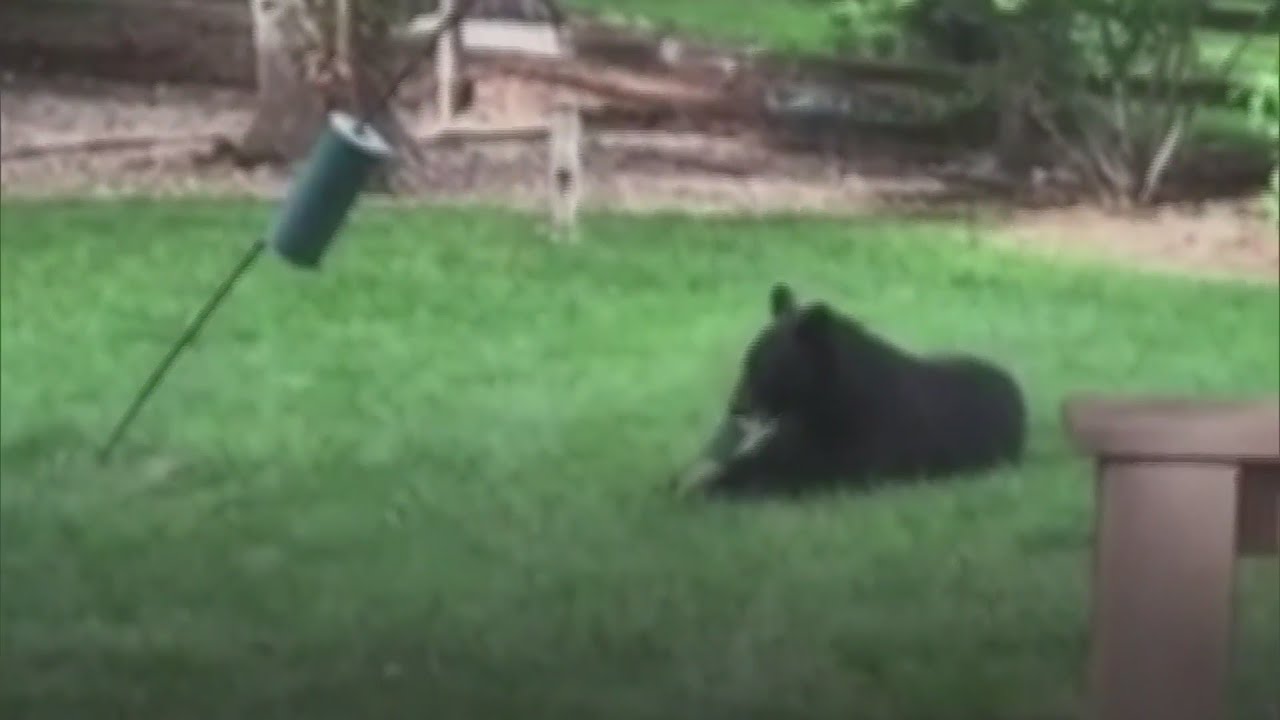 Bear Climbs Through Open Window Of Home In Boulder County, Eats Cat Food