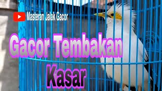 Download lagu Pancingan Jalak Putih Macet bunyi / Jalak Putih Muda - Jalak Putih Gacor Full Nembak mp3