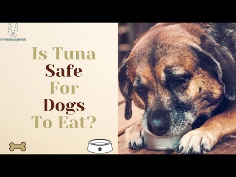 Is Tuna Safe For Dogs To Eat?