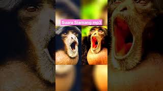 Download lagu 💓siamang mp3#cute#mp3ringtonedownload#gorilla#gidzilla #short mp3 Download lagu 💓siamang mp3#cute#mp3ringtonedownload#gorilla#gidzilla #short mp3