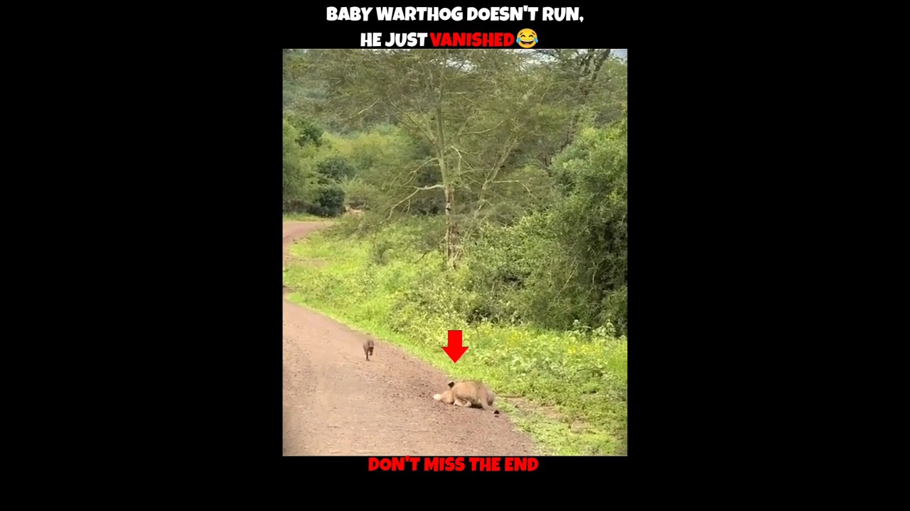 Lioness V/S Baby Warthog #viralshorts #ytshorts #shorts #animalshorts #ytshorts #wildlife #animal