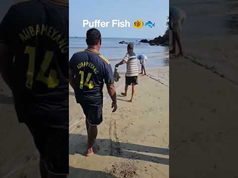 Caught in the net... jal ki Rani 🐠🐟⛱️.   #fish #beach #goa #india #fishing