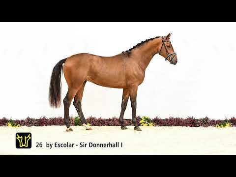 Verden Stallion Licensing 2021 - Dressage -  Nov. 4-6 - No. 26 Stallion by Escolar - Sir Donnerhall
