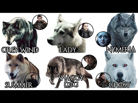 Every DIREWOLF in Game of Thrones, explained