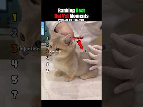 Ranking Best Cat Vet Moments #usa
