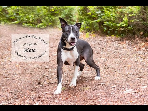MAIA, an adoptable Pit Bull Terrier & American Staffordshire Terrier Mix in Shelton, WA_image-1