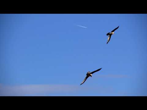 WILDASLIFE NATURE FILMS: Bearded Vulture vs Golden Eagle aerial ballet