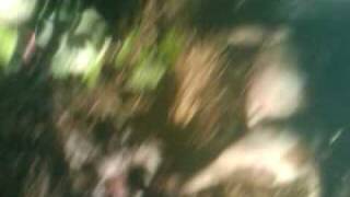 Animal Mutilation Remnants Video