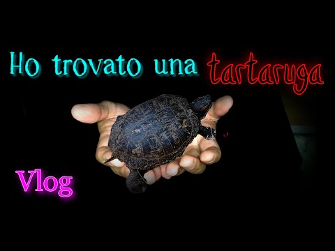 Ho trovato una tartaruga in montagna, 🐢 ASMR ITA, whispering, Vlog