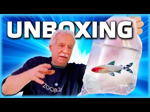 Die schönsten Fische für dein Aquarium! 🌟🐡