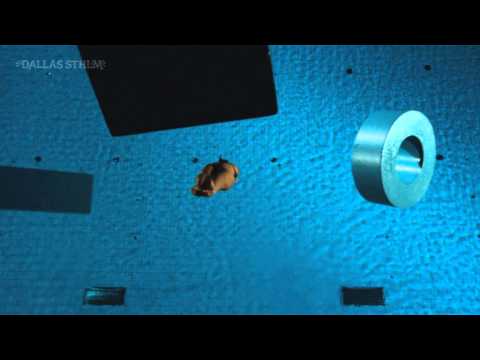 Kanal 9 Channel Identity "Swim-a-long 2" - Dallas Sthlm