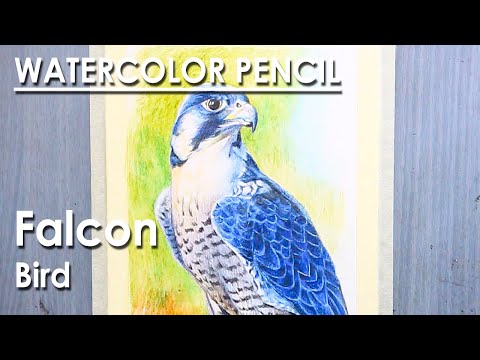 Watercolor Pencil How to Draw Bird | Falcon Bird | steps to follow