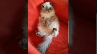 Persian Himalayan cat sitting like a human