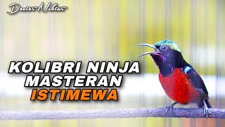Download lagu MASTERAN ISTIMEWA KOLIBRI NINJA GACOR FULL ISIAN MEWAH COCOK BUAT SEGALA JENIS BURUNG TERUTAMA KONIN mp3 Download lagu MASTERAN ISTIMEWA KOLIBRI NINJA GACOR FULL ISIAN MEWAH COCOK BUAT SEGALA JENIS BURUNG TERUTAMA KONIN mp3