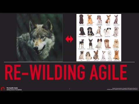 tryScrum studio webcast series #1- Dave Snowden's Webinar on Re-wilding Agile