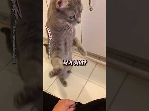 기계식 배변 박스를 주문했더니 고양이 반응