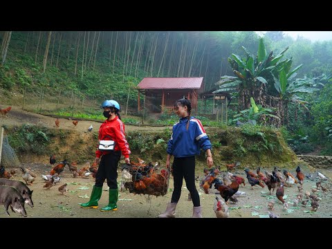 tend the vegetable garden and harvest plenty of roosters to sell to traders.