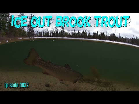 Ice Out Brook Trout | Open Water | Ignace, Ontario, Canada