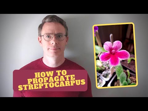 How to take Streptocarpus or Cape Primrose leaf cuttings