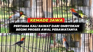 Download lagu PERTAMA KALI RAWAT KEMADE OMBYOKAN❗FULL MERAH FULL GIRAS BISA BUNYI GAK NIH 😁 mp3