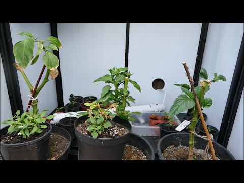 Spring 2021 Pepper Plants Update