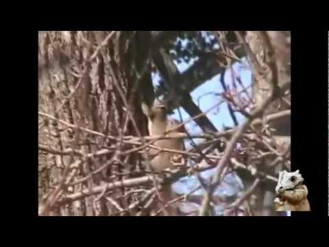 Love Hurts, Watch the cheated Squirrels FUNNY reaction!