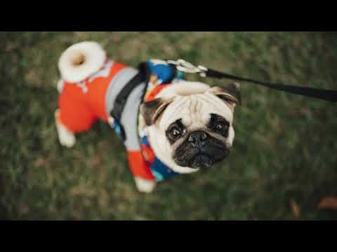 Can Dogs Eat Mushrooms A Complete Guide to Identify and Avoid Poisonous Mushrooms for Your Dog